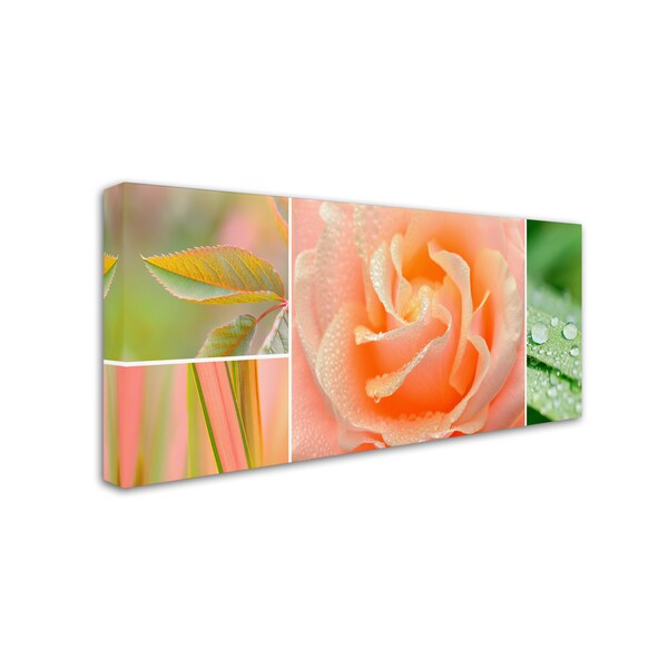 Cora Niele 'The Apricot Garden' Canvas Art,16x32